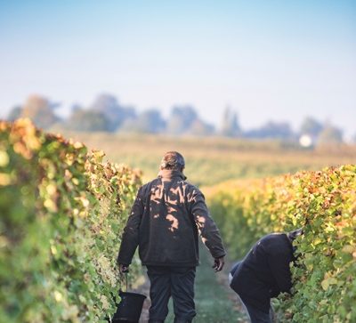 Valoriser l’œnotourisme avec les Vignobles Royan Atlantique