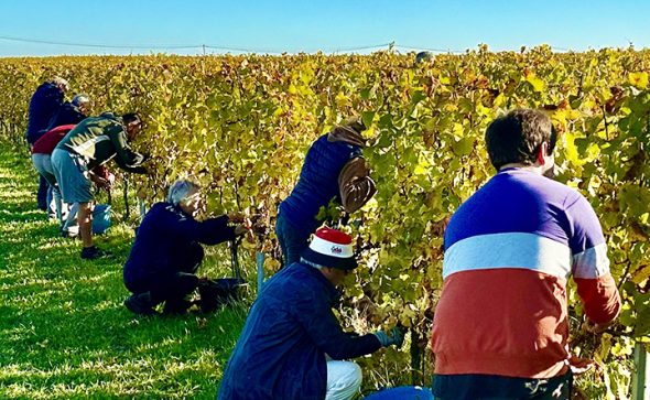 <strong>Retour sur l’atelier vendanges</strong>