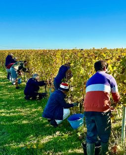 <strong>Retour sur l’atelier vendanges</strong>