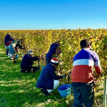 <strong>Retour sur l’atelier vendanges</strong>