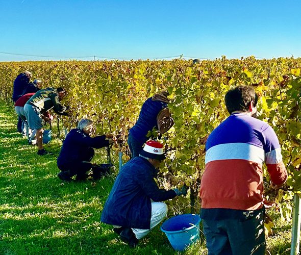 <strong>Retour sur l’atelier vendanges</strong>